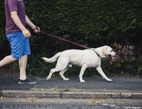 Mental trauma succeeds 1 in 7 dog related injuries, claims data suggest