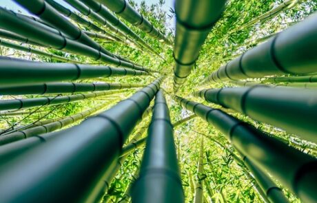 Image of bamboo to depict relation to Japan