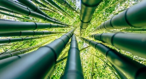 Image of bamboo to depict relation to Japan