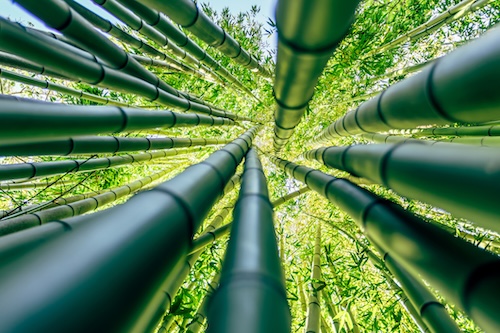 Image of bamboo to depict relation to Japan