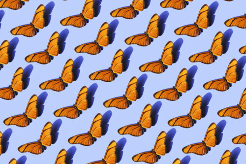Generic image supporting text around repeated acraea