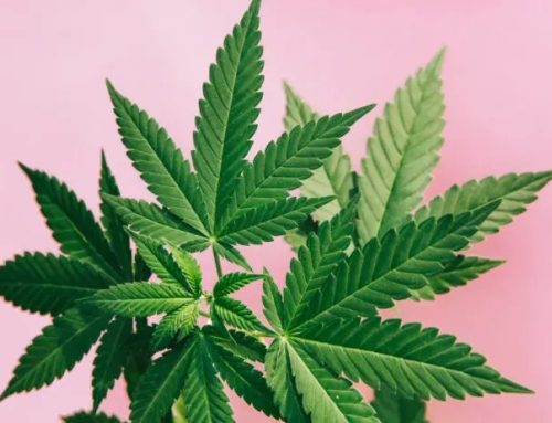 US cannabis legalisation linked to rise in cardiovascular hospital admissions